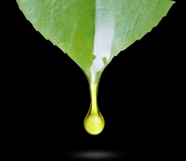 Stevia leaf extract